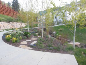 creek and flowers, Park City