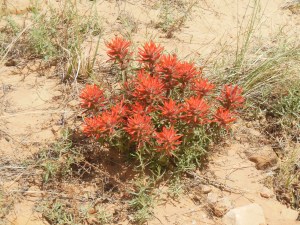 Wild flowers starting, was a cold winter