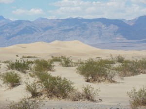 Sand dunes, did not  see many of these