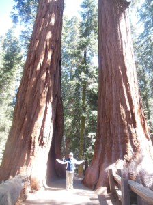 Chris and the Twin Sequoias 