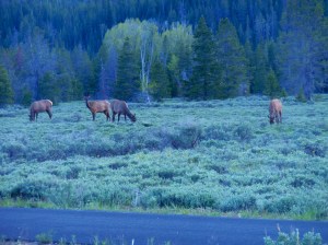 Herd at dusk