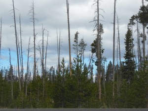 New growth in burnt out area