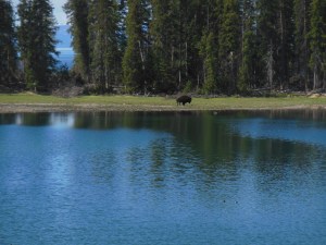 Bison on storm point walk