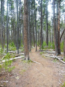 Lodgepole pines  in the forest 