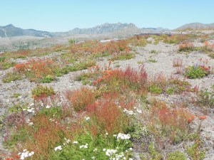 Wildflowers in MSH national volcanic monument area 