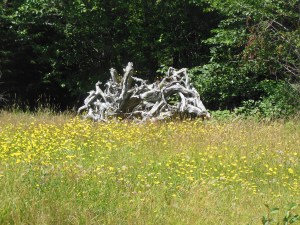 wildflowers along highway 101 
