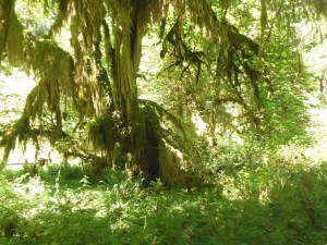 Hoh rain forest