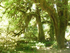 Hoh rain forest