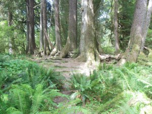 several trees growing around nurse tree