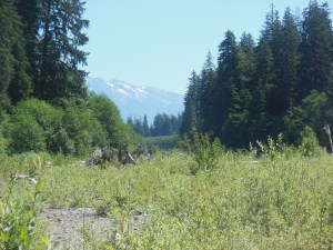 View of Olympic mountains from Hoh river valley
