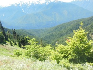 View from Hurricane Hill trail 