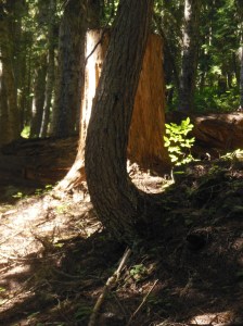 Snow creep at base of front tree 
