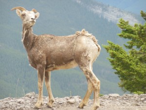 Our first mountain  goat