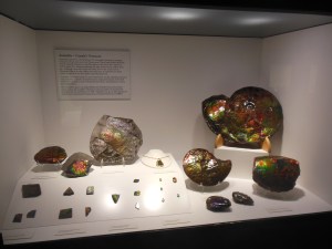 Glenbow museum minerals-this is  ammolite local to Alberta 