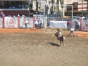 bronco riding at Stampede