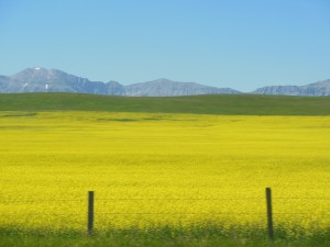 Alberta lands with Rockies in background 