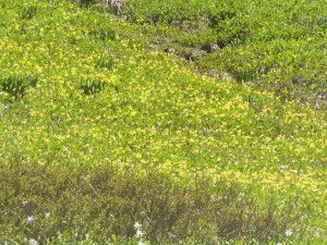 Field of flowers on Sunday 