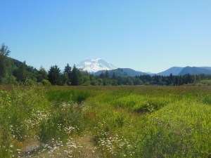 The long distance shot of Mt Ranier 