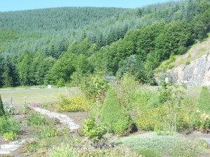 Weyerhauser regrowth area 