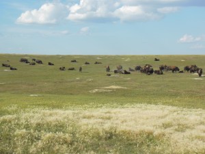 Part of the bison herd at Roosevelt national park