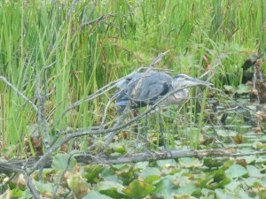 Blue heron in one of the Cuyahoga National Park wetlands