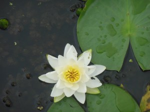 Water lily in wetlands in Cuyahoga National Park