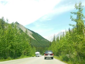Three cubs crossing the road in Jasper Park 