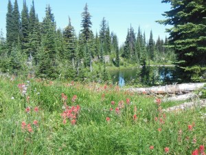 Meadows in the sky, Mt. Revelstoke