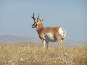Pronghorn antelope
