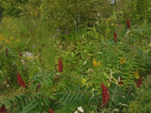 Wildflowers west of St. Ignace