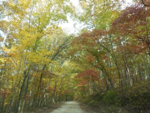 Driving a back road at Buffalo River