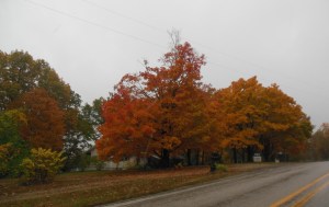 A bright tree along the highway in Arkansas