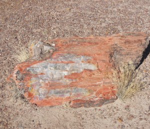 Petrified Wood