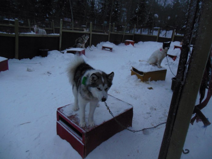 One view of the dogs