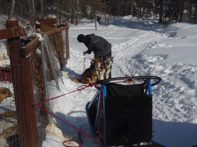 Greg hitching Isis and Stoney.