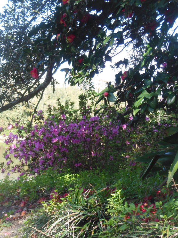 Some of the blooming flowers