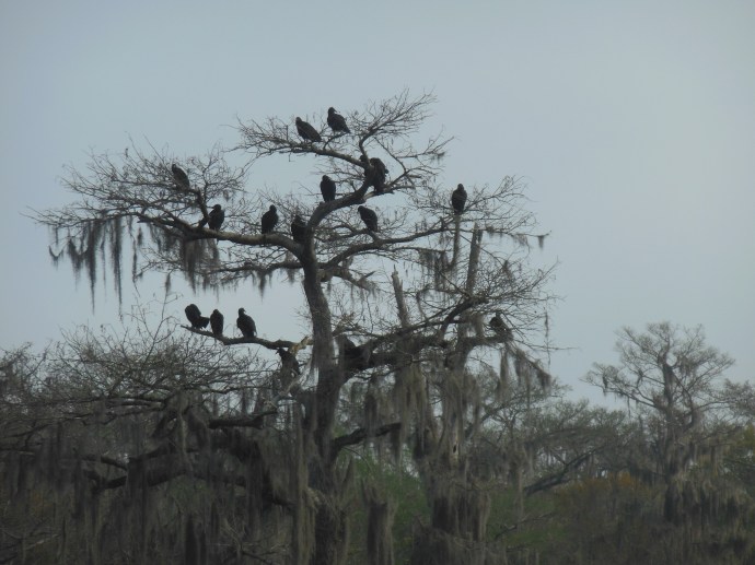 Wakulla Springs State Park 