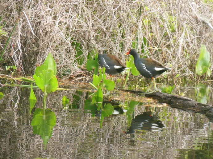 Wakulla Springs State Park