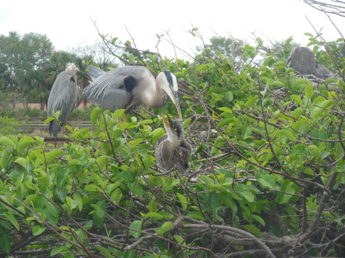 Wakodahatchee wetlands 