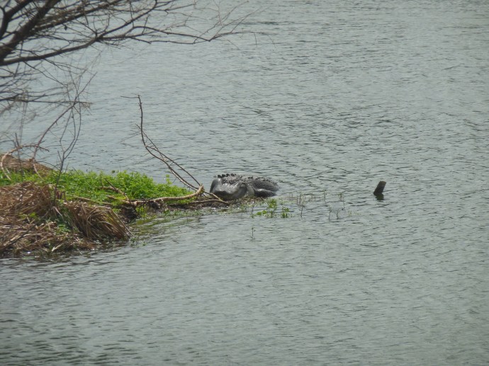 Wakodahatchee wetlands