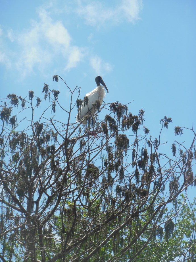 Wakodahatchee wetlands