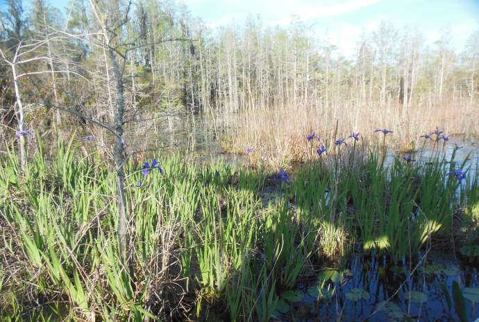 swamp iris
