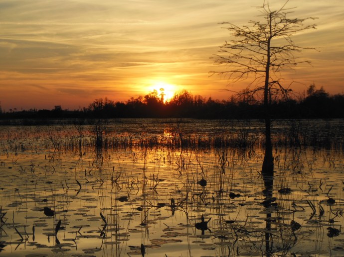 sunset on the swamp