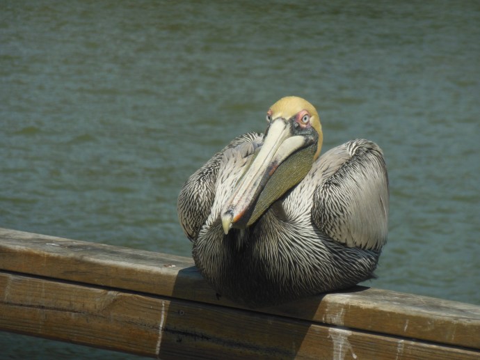 Pelican on  pier  at St. Simons Island