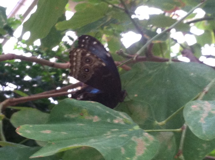 Butterfly at Callaway Gardens