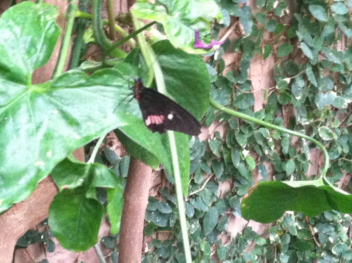 Buttetfly at Callaway