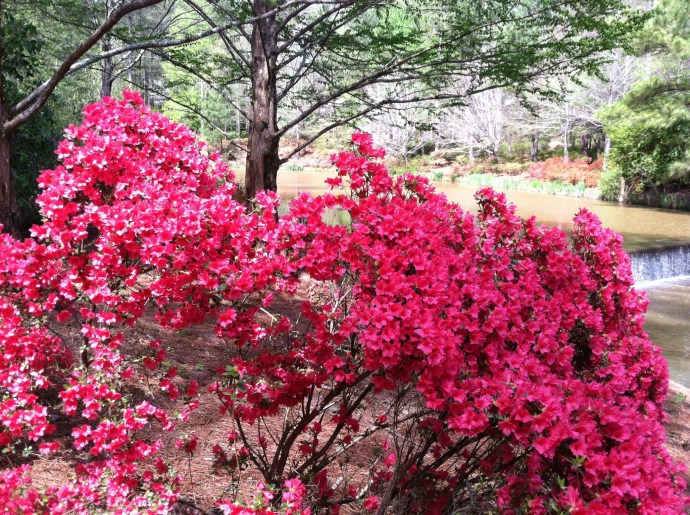 Brightly blooming azaleas