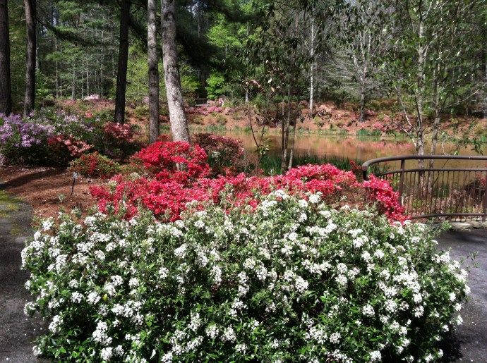 azaleas at Callaway Gardens
