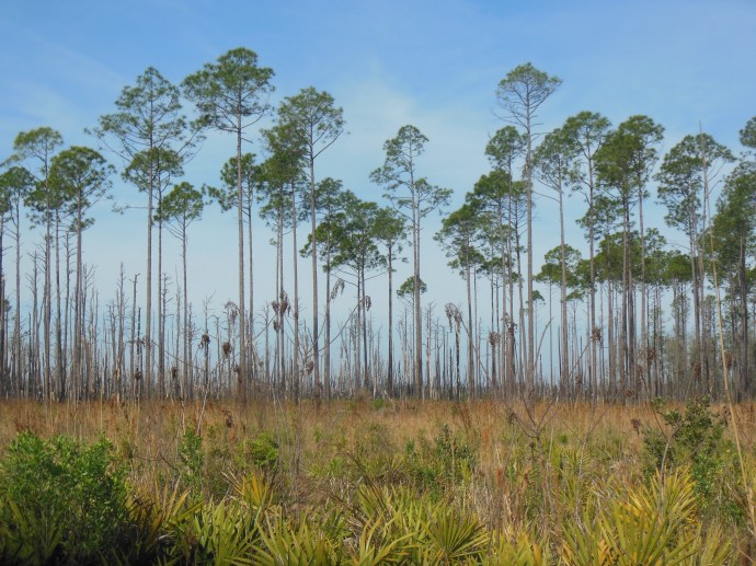 Okefenokee National  Wildlife Refuge