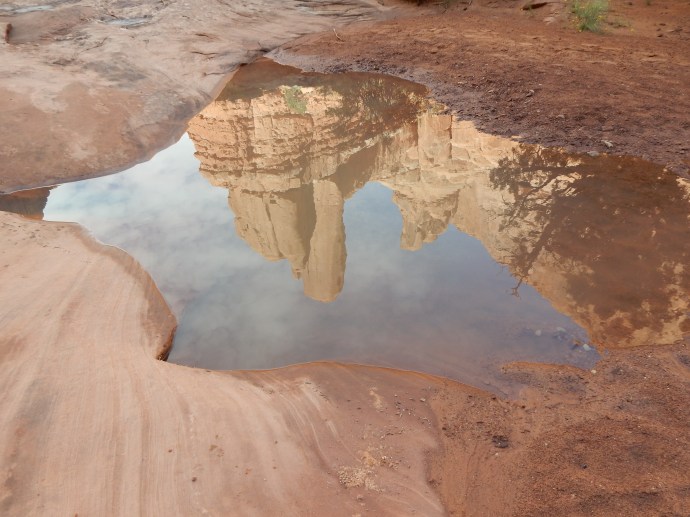 reflection in rain water